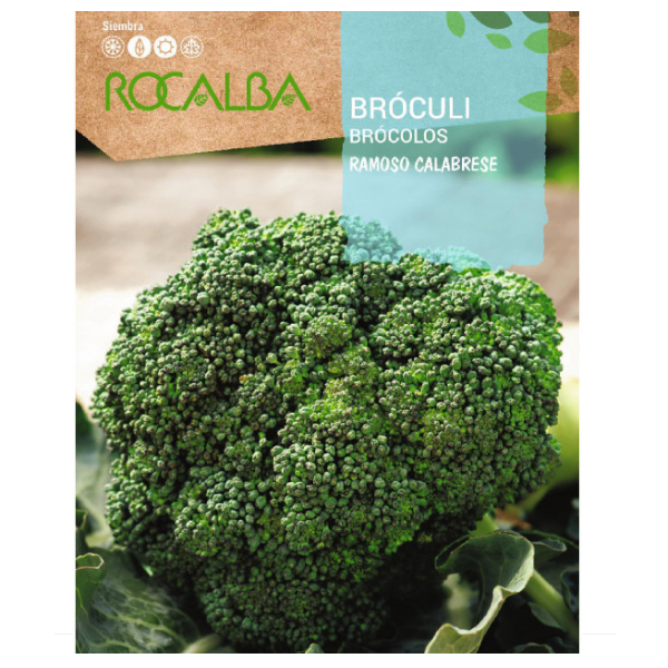Brócolos Ramoso Calabrese Brócolos Ramoso Calabrese