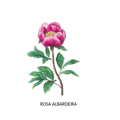 Sementes Rosa Albardeira Bio