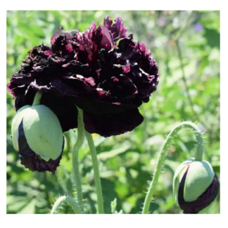 Sementes Papoila Black Paeony